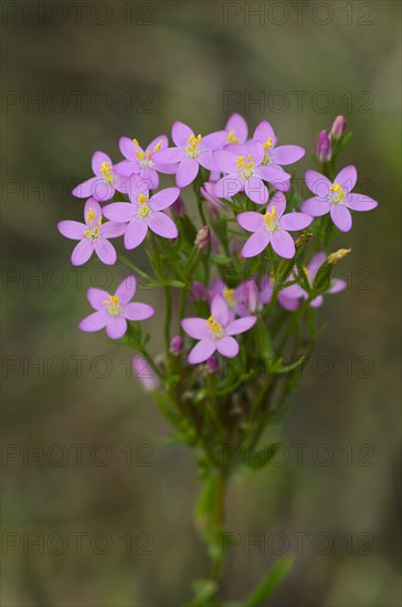 Common Centaury or European Centaury (Centaurium erythraea)