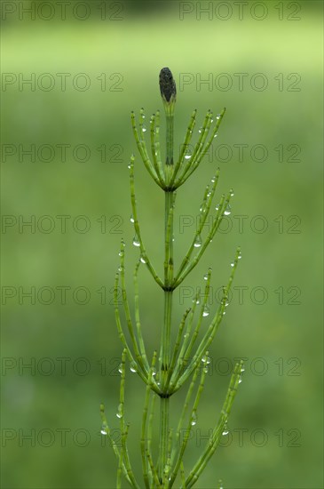 Marsh Horsetail (Equisetum palustre)
