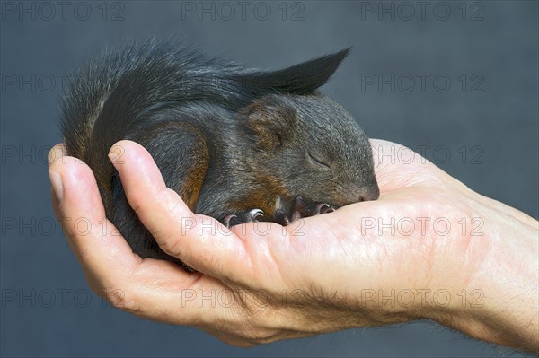 Red Squirrel (Sciurus vulgaris)