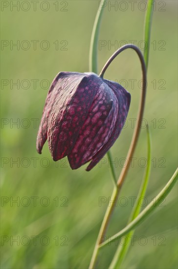Snake's Head Fritillary