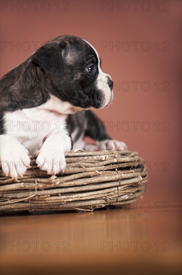Olde English Bulldog