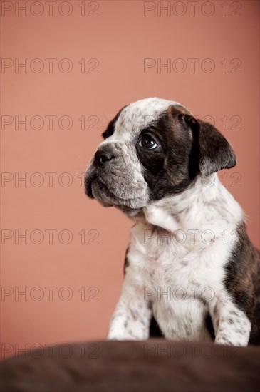 Olde English Bulldog