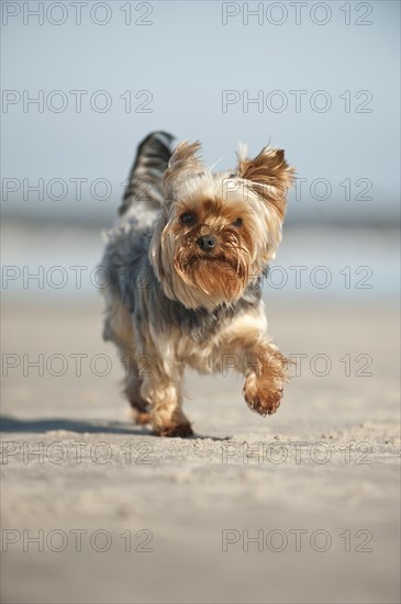 Yorkshire Terrier running along the beach