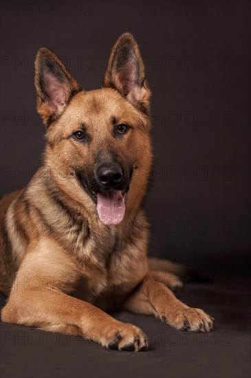 Shepherd mix dog