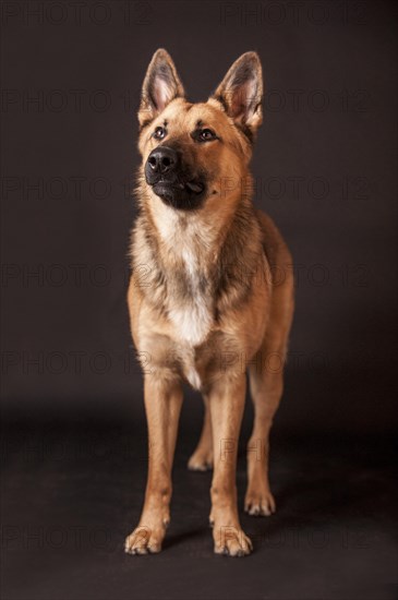 Shepherd mix dog