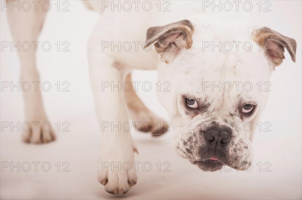 Olde English Bulldogge or Old English Bulldog