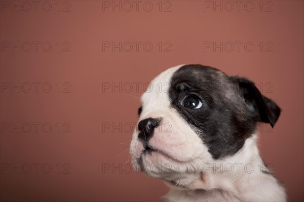 Olde English Bulldog