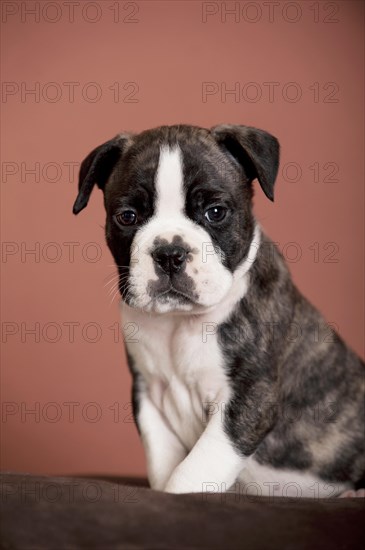 Olde English Bulldog