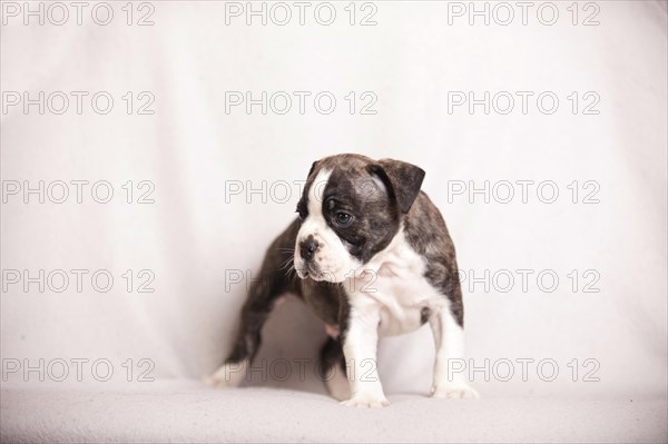 Olde English bulldog