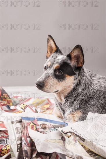 Australian Cattle Dog