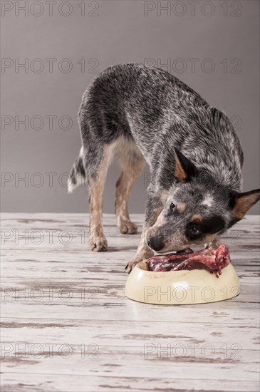 Australian Cattle Dog