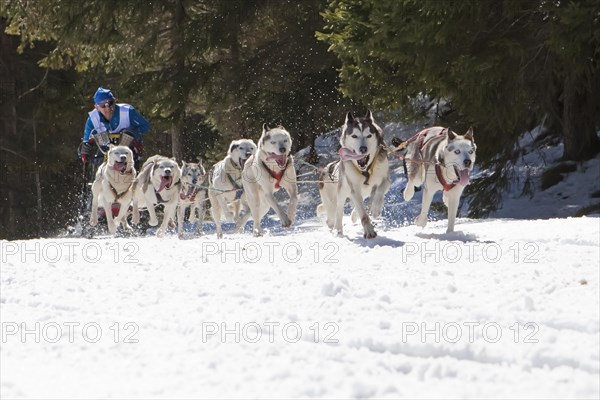 Dog sled or dog sledge