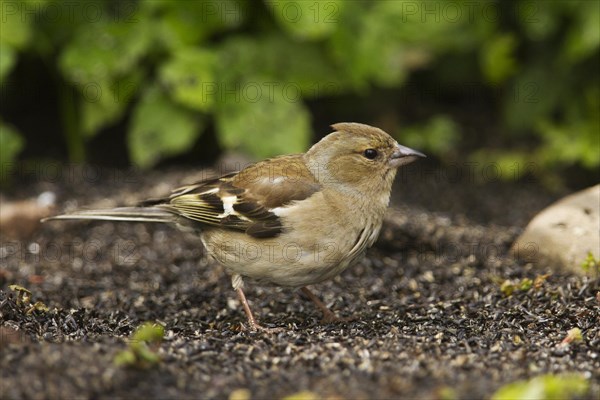 Juvenile Chaffinch (Fringilla coelebs) collecting food from the ground