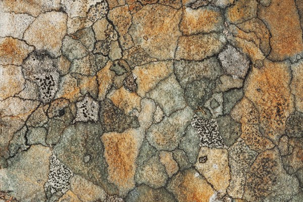 Abstract view of a lichen mosaic growing on a rock