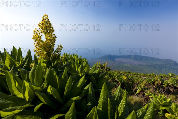 African highland vegetation on the slopes of Mount Nyiragongo volcano