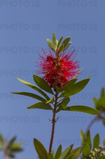 Ruby Bottlebrush (Callistemon citrinus)