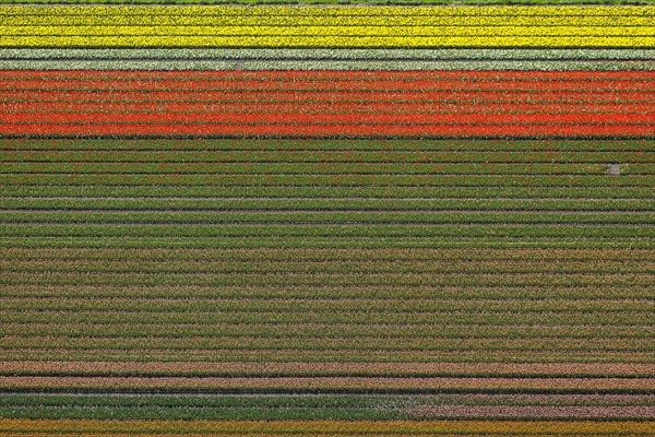 Tulip fields