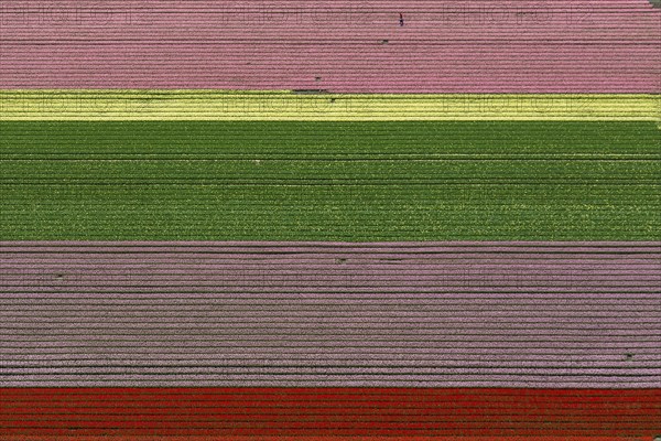 Tulip fields