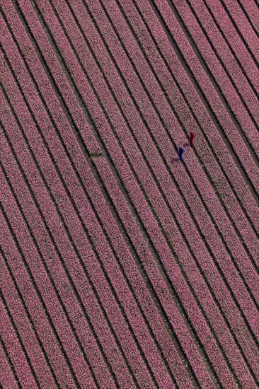 Tulip field