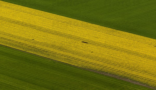 Tulip fields