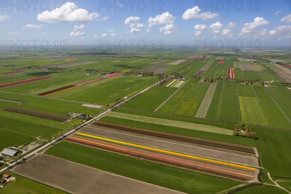 Tulip fields