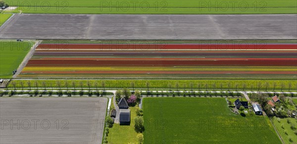 Tulip fields