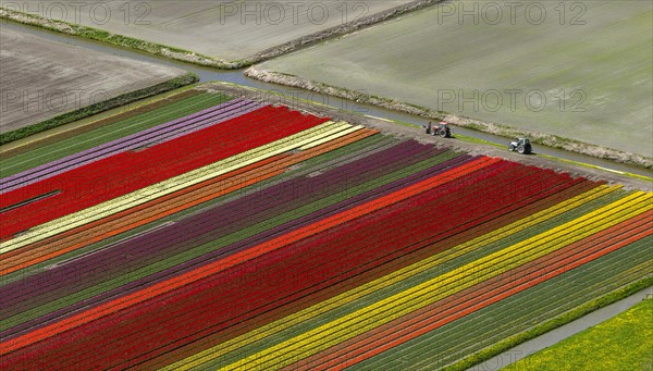 Tulip fields
