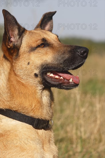 German Shepherd mixed breed