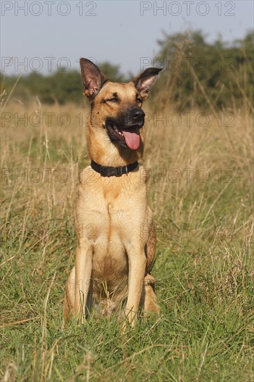 German Shepherd mixed breed sitting in tall grass