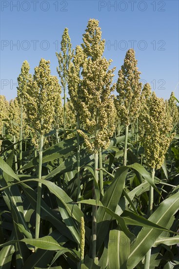 Millet field