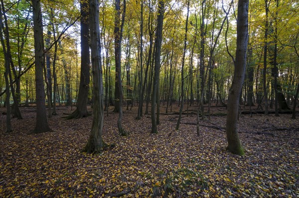 Autumn forest