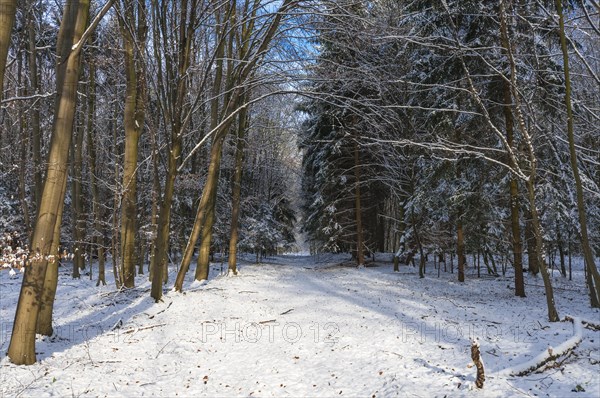 Snow-covered woodland path