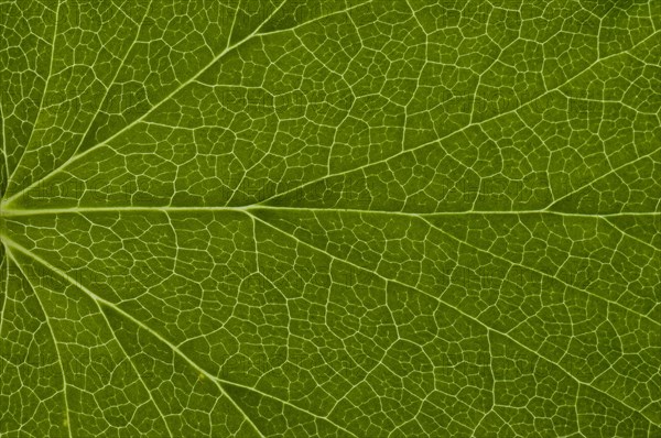 Leaf structure of a Red-flowering Currant (Ribes sanguineum)