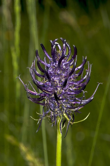 Blossoming Black Rampion (Phyteuma nigrum)