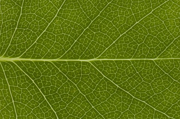 Leaf structure of the Tulip Tree (Liriodendron tulipifera)