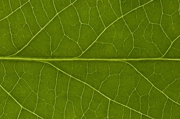 Leaf structure of the Black Elderberry (Sambucus nigra)