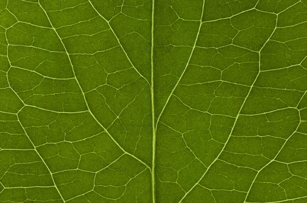 Leaf structure of the Black Elderberry (Sambucus nigra)