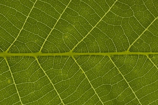 Leaf structure of the Persian Walnut or Common Walnut (Juglans regia)