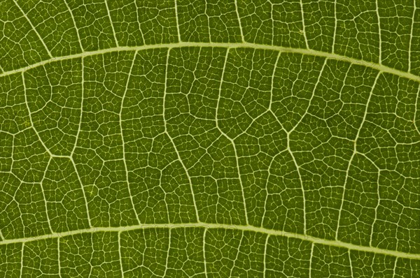 Leaf structure of the Persian Walnut or Common Walnut (Juglans regia)