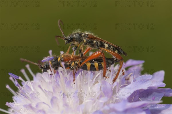 Round-necked Longhorn Beetle (Stenopterus rufus)