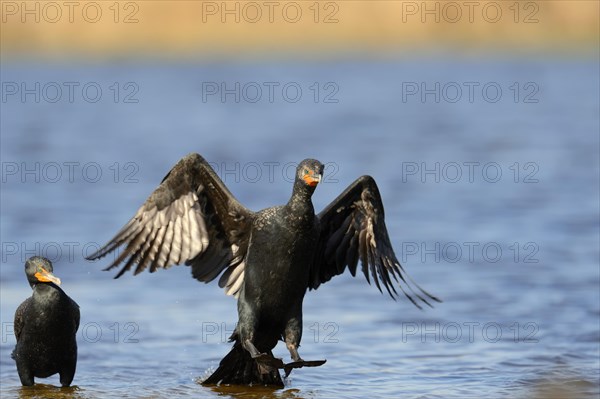Double-crested Cormorant (Phalacrocorax auritus) landing in the water