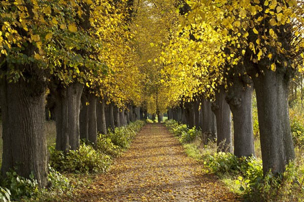 Lime Tree avenue (Tilia) in autumn