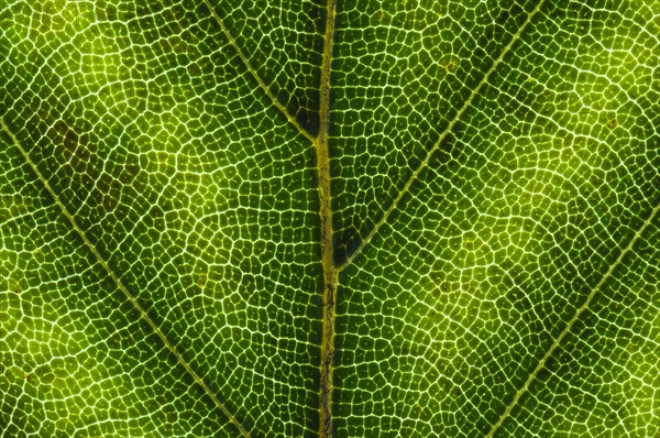 Common Beech or European Beech (Fagus sylvatica) leaf structure in transmitted light