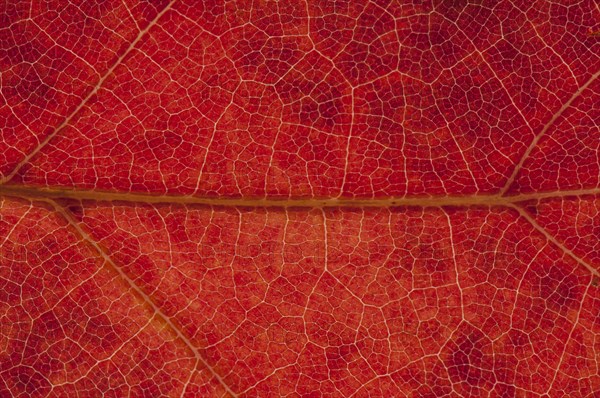 Northern Red Oak or Champion Oak (Quercus rubra)