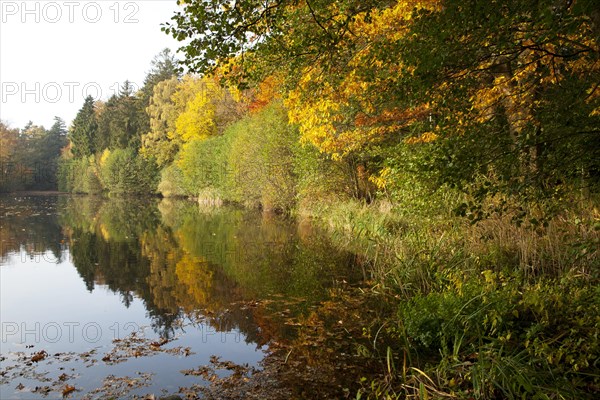 Trees on the Manhagen pond in autumn