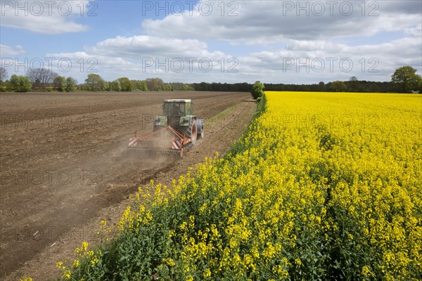 Rape field