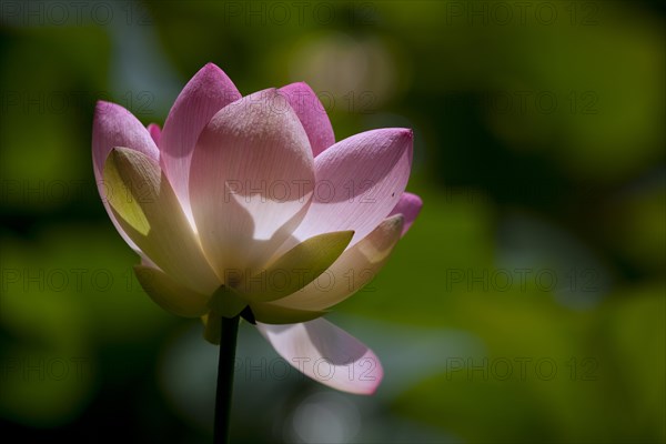 Flower of an Indian Lotus or Sacred Lotus (Nelumbo nucifera)