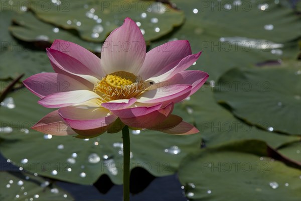Flower of an Indian Lotus or Sacred Lotus (Nelumbo nucifera)