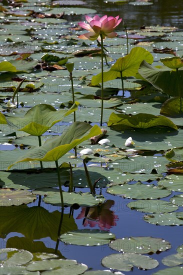 Flower of an Indian Lotus or Sacred Lotus (Nelumbo nucifera)