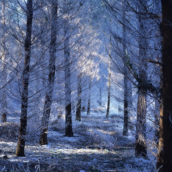 Snowy forest